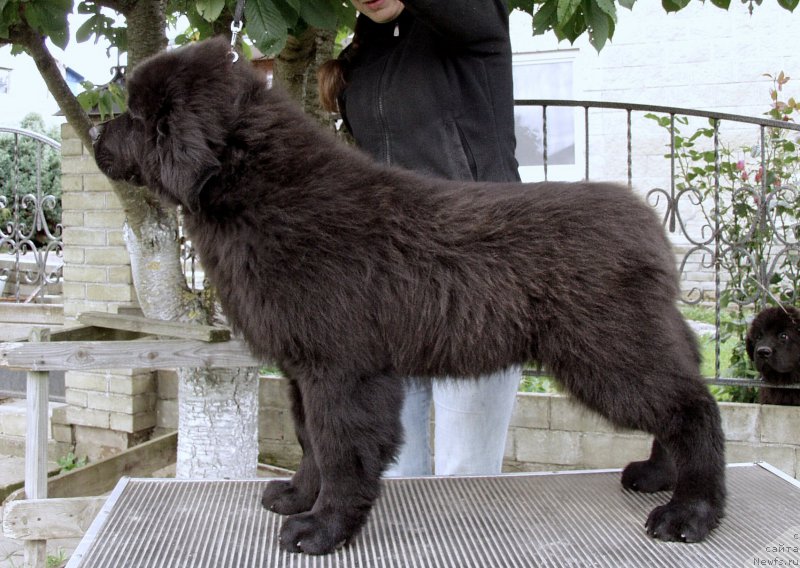 Фотография № 164354