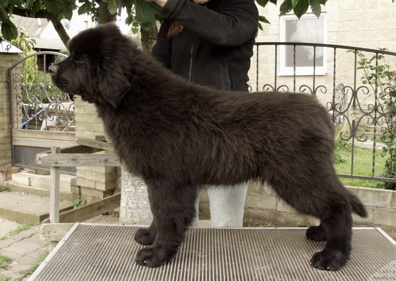 Фотография № 164355