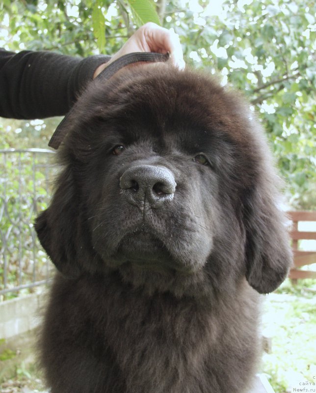 Фотография № 164356