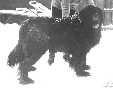 Фото: ньюфаундленд Сейлор Сивольф