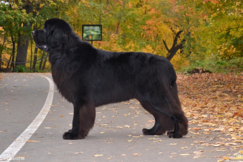 Фото: ньюфаундленд Кипер Соул Лайон Хэерт