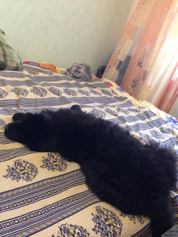 Фото: ньюфаундленд Браунблад МСК Хелфи Бэст Армани (Brownblood MSK Helfi Best Armani), Мона