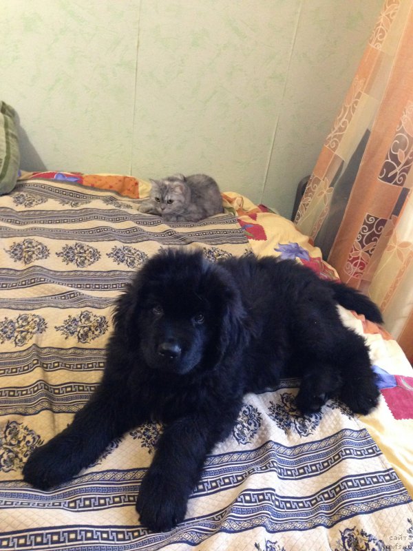 Фото: ньюфаундленд Браунблад МСК Хелфи Бэст Армани (Brownblood MSK Helfi Best Armani), Мона