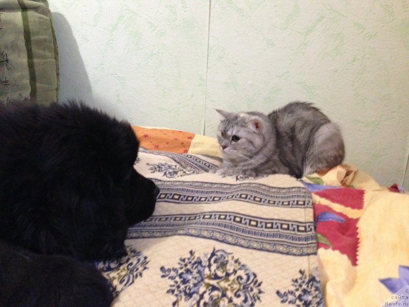 Фото: ньюфаундленд Браунблад МСК Хелфи Бэст Армани (Brownblood MSK Helfi Best Armani), Мона