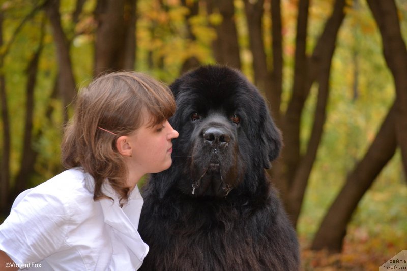 Фото: ньюфаундленд Кипер Соул Лайон Хэерт, Ольга Иванова
