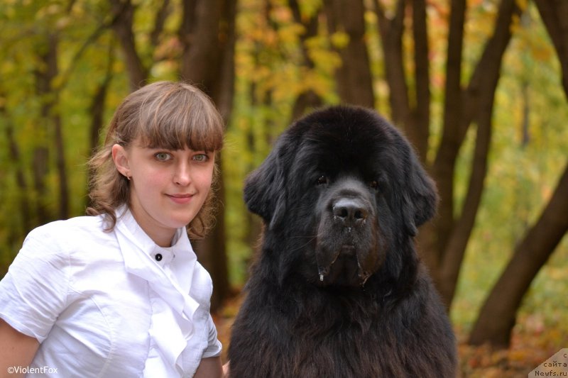 Фото: ньюфаундленд Кипер Соул Лайон Хэерт, Ольга Иванова