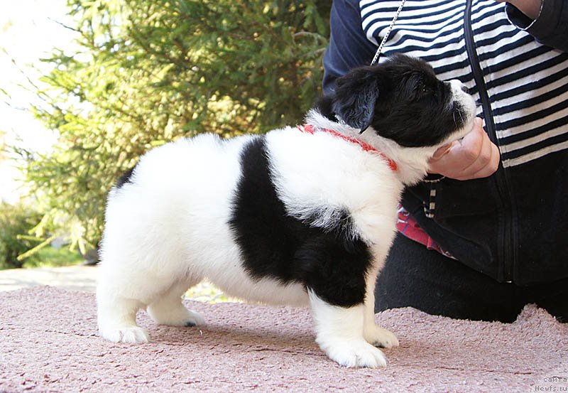 Фото: ньюфаундленд Супер Бизон Мурсиелага