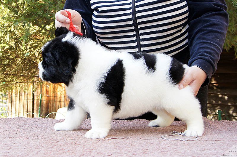 Фото: ньюфаундленд Супер Бизон Мурсиелага