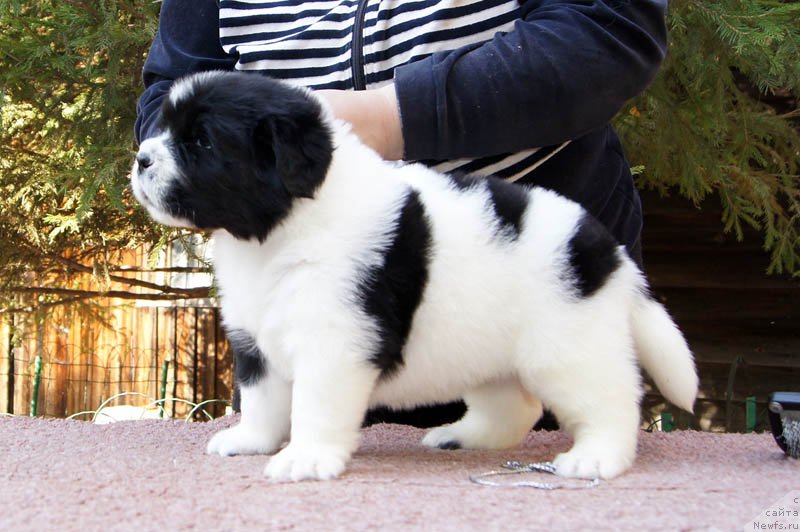 Фото: ньюфаундленд Супер Бизон Мурсиелага