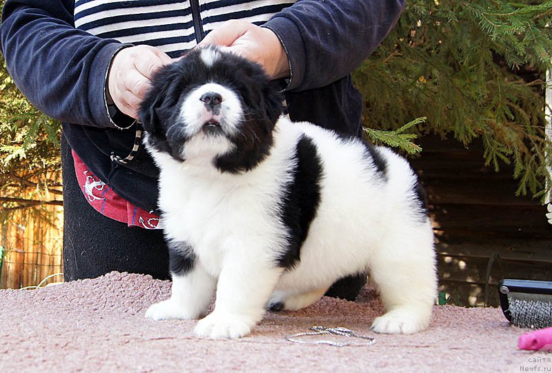 Фото: ньюфаундленд Супер Бизон Мурсиелага