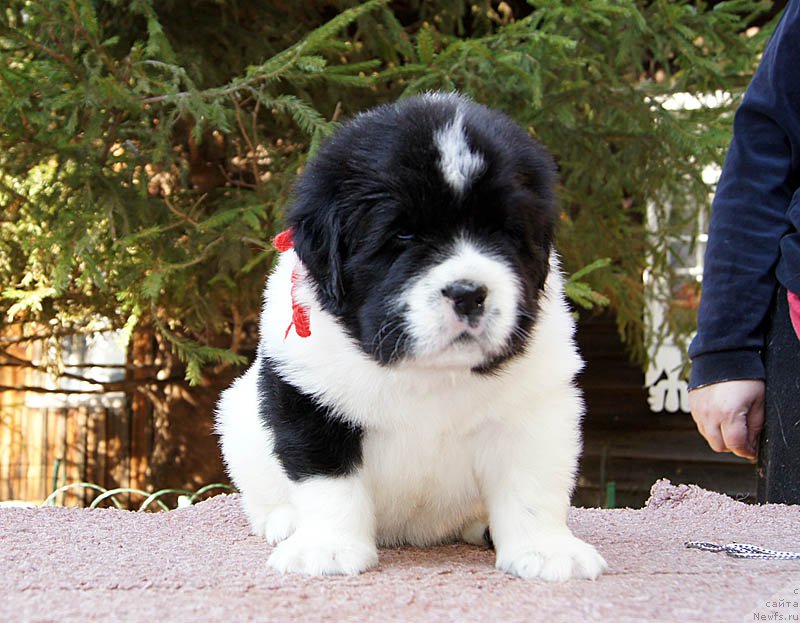 Фото: ньюфаундленд Супер Бизон Мурсиелага