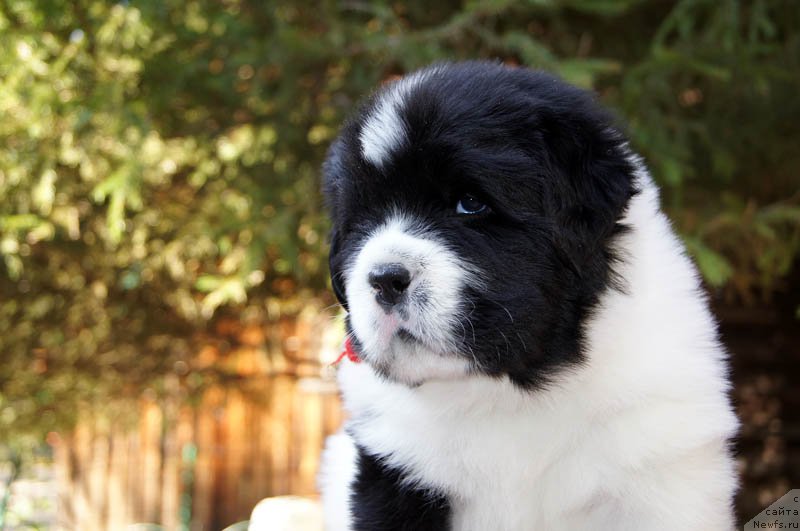 Фотография № 164432