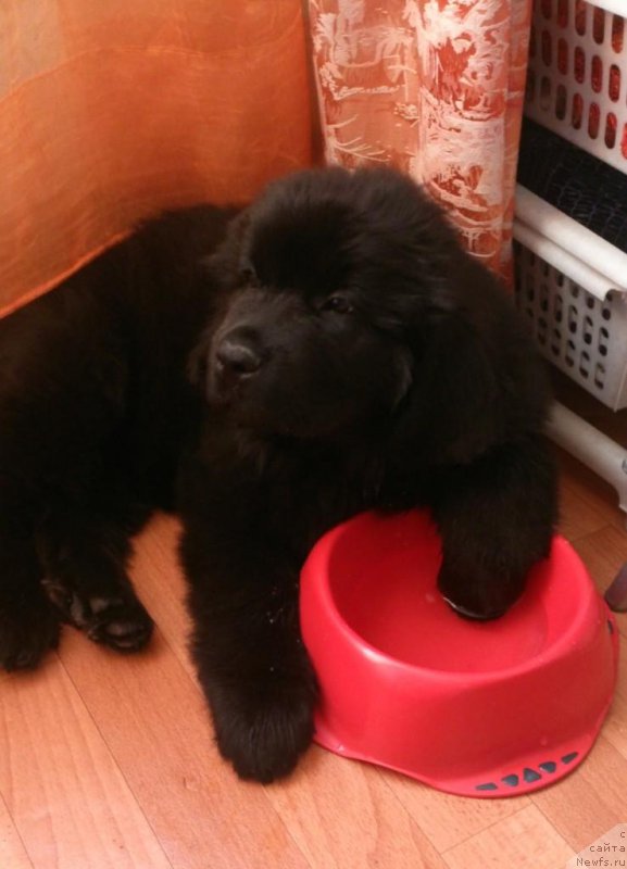 Фото: ньюфаундленд Сент Джонс Ларель Леоланда (Sent Djons Larel Leolanda)