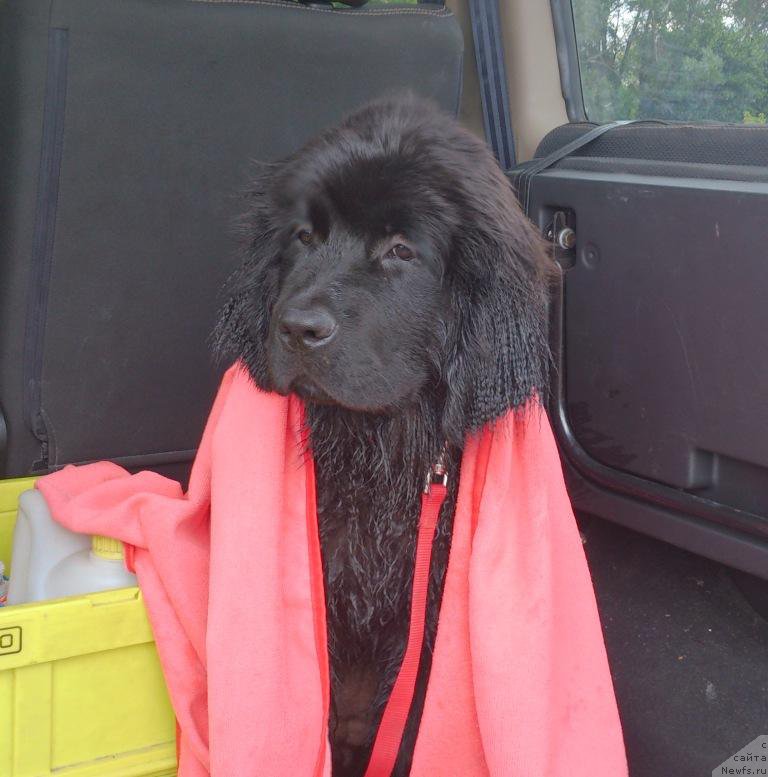 Фото: ньюфаундленд Сент Джонс Ларель Леоланда (Sent Djons Larel Leolanda)