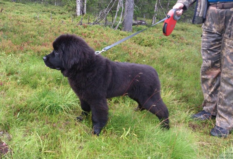 Фото: ньюфаундленд Сент Джонс Ларель Леоланда (Sent Djons Larel Leolanda)