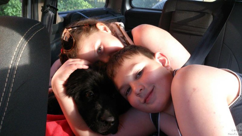 Фото: ньюфаундленд Сент Джонс Ларель Леоланда (Sent Djons Larel Leolanda)