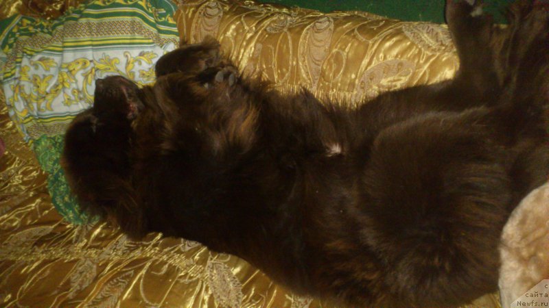 Фото: ньюфаундленд Шардоне с Берега Дона