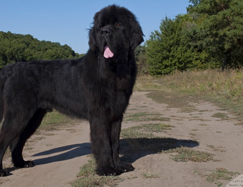 Фото: ньюфаундленд Valeur Absolue Dinastiya Soverchenstva