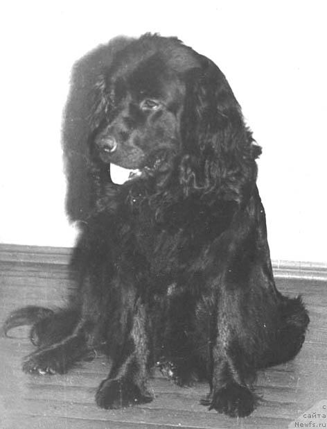 Фото: ньюфаундленд Алиса Шелли