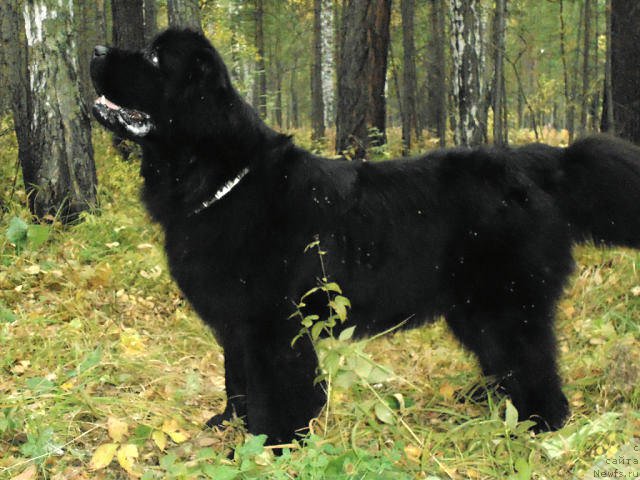 Фотография № 164503