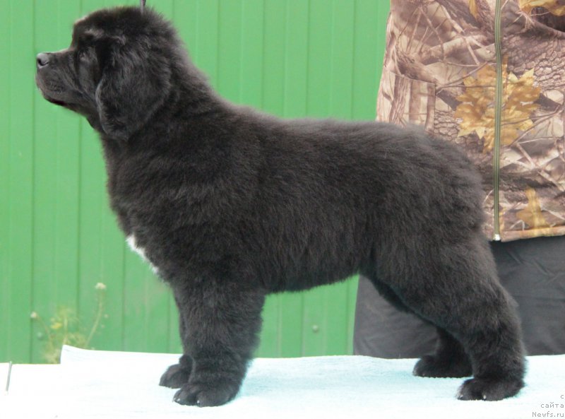 Фото: ньюфаундленд Аквиан Сонг Океаник Винд