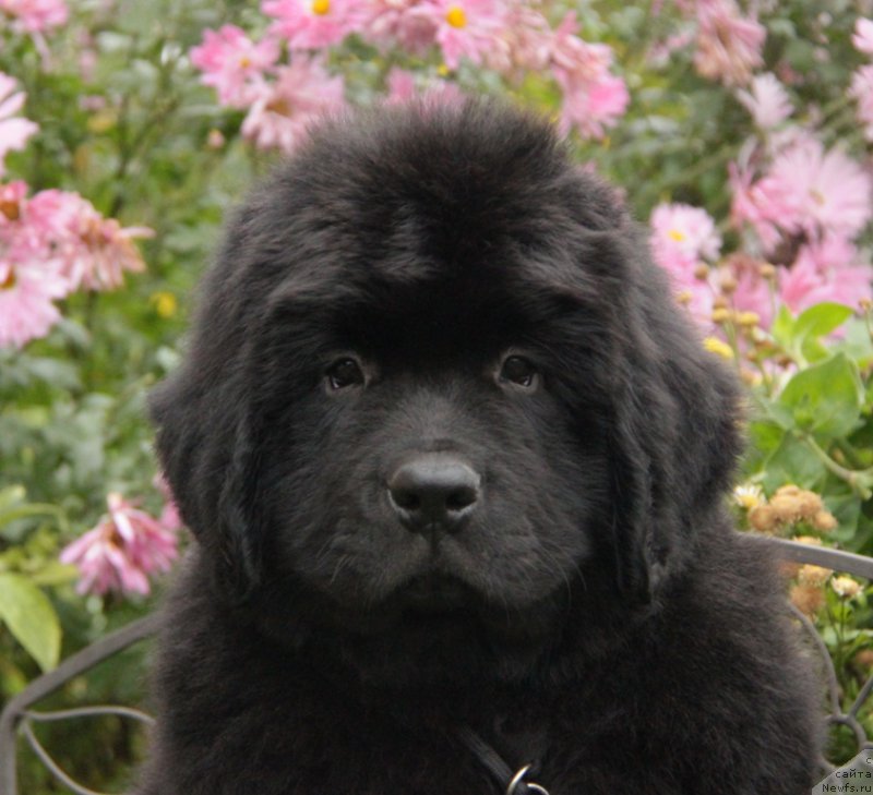 Фото: ньюфаундленд Аквиан Сонг Океаник Винд