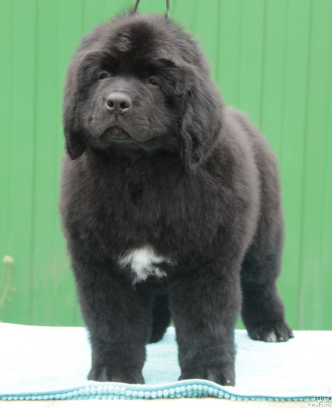 Фото: ньюфаундленд Аквиан Сонг Океаник Винд