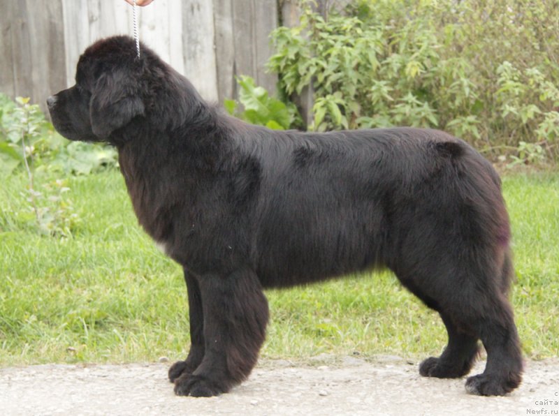 Фото: ньюфаундленд Аквиан Сонг Лаватера (Akvian Song Lavatera)