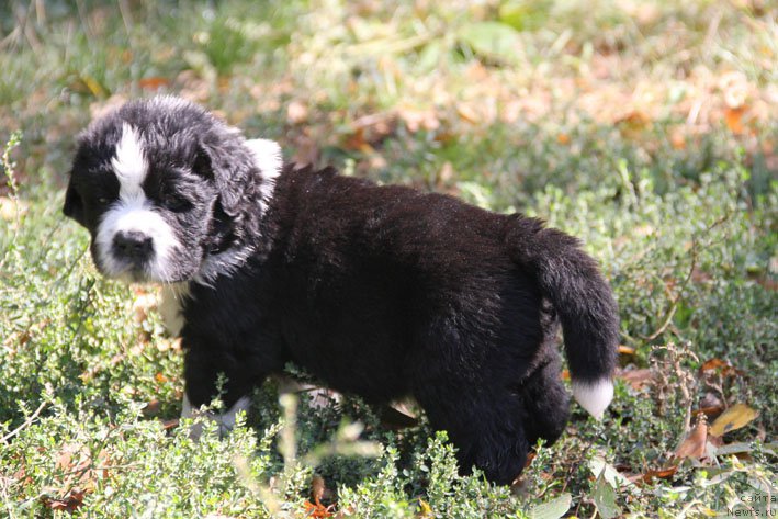 Фотография № 164533