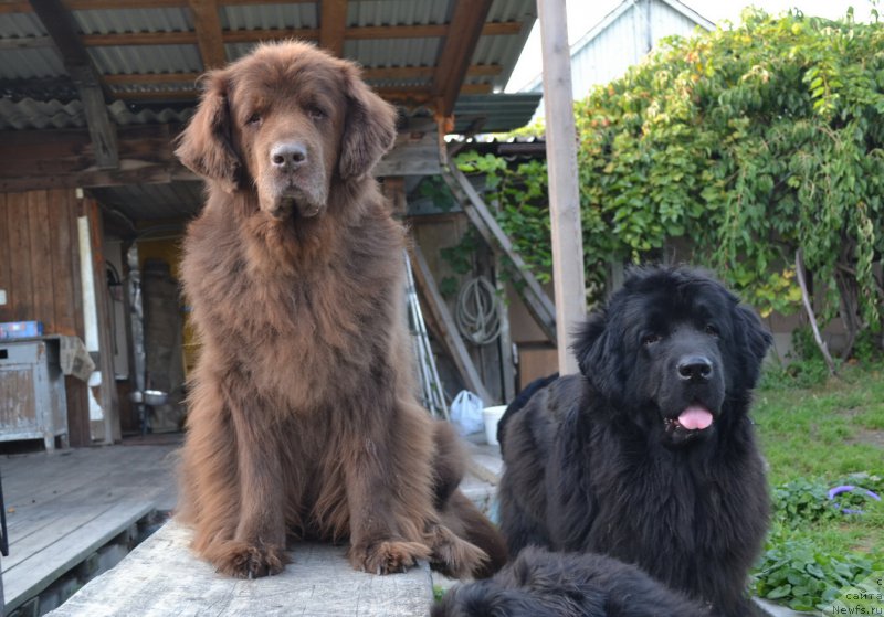 Фото: ньюфаундленд Аркадия Виват Арбона, ньюфаундленд I'm Little Princess Midnight Bear