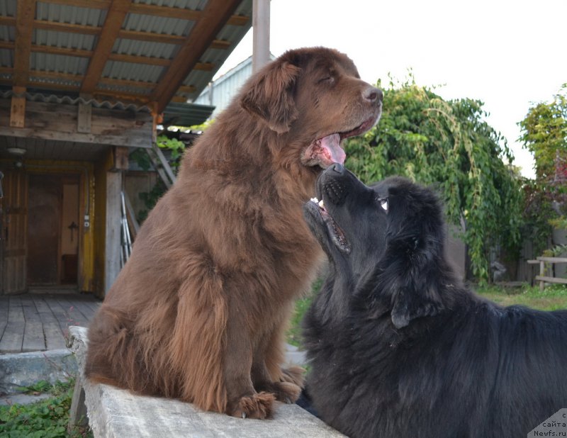 Фото: ньюфаундленд Аркадия Виват Арбона, ньюфаундленд Талисман Моря Мишель