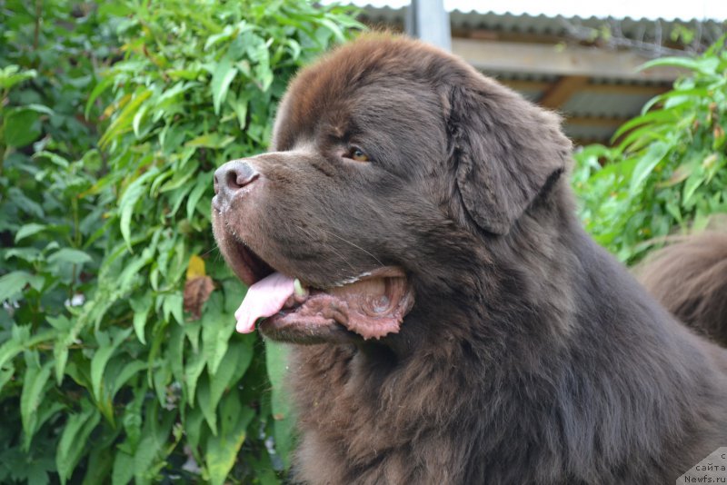 Фото: ньюфаундленд Акватория Келвин Риверданс (Aquatoriya Kelvin Riverdance)
