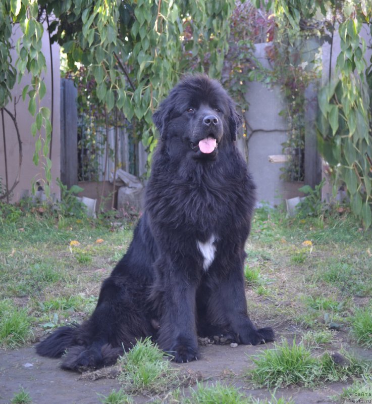 Фото: ньюфаундленд Талисман Моря Мишель