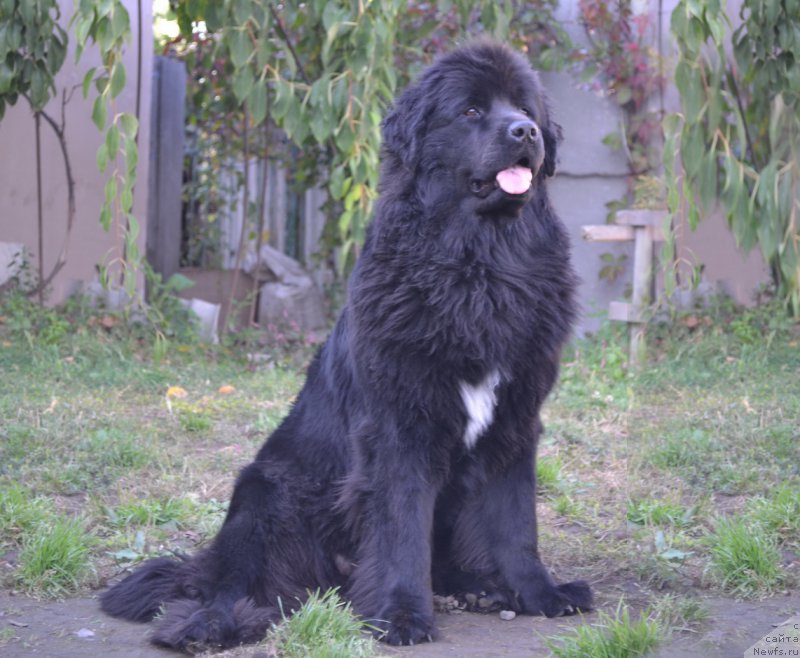 Фото: ньюфаундленд Талисман Моря Мишель