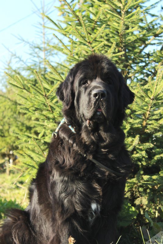 Фото: ньюфаундленд Neretum Tribe Xagrid