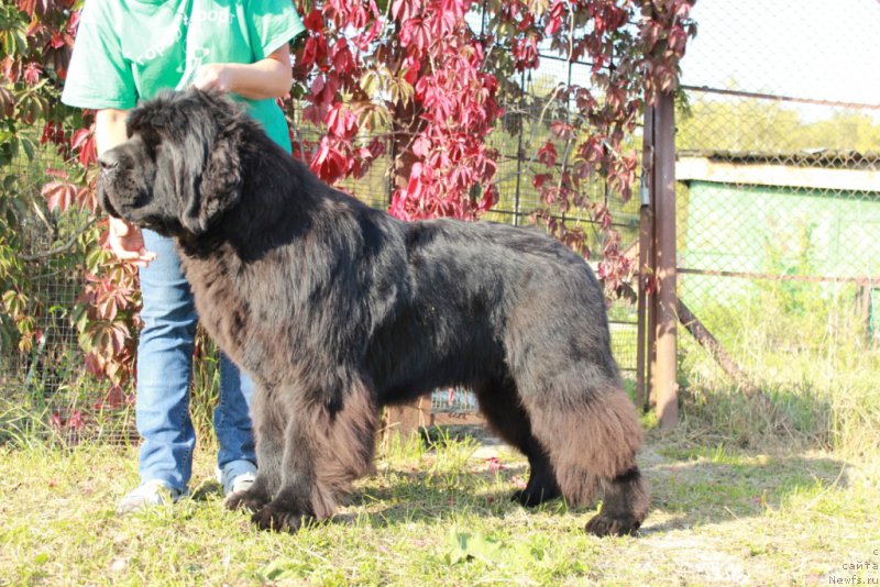 Фотография № 164545