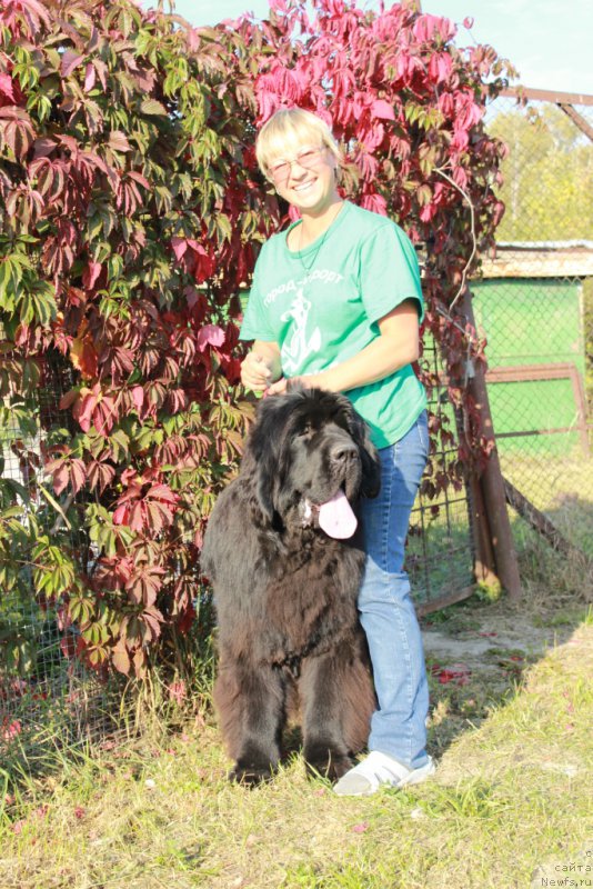 Фото: ньюфаундленд King of Helluland You Shock Me