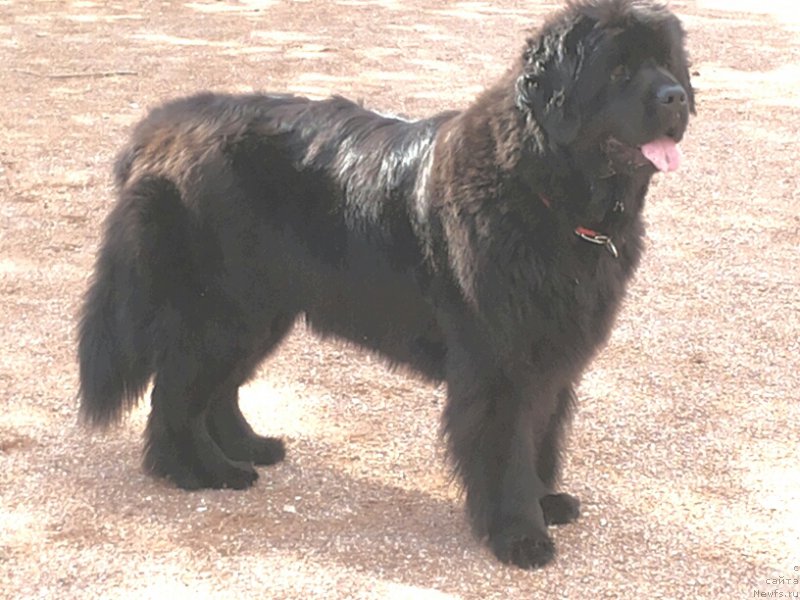 Фото: ньюфаундленд Фанньюф Тинкербель Сказочная Принцесса