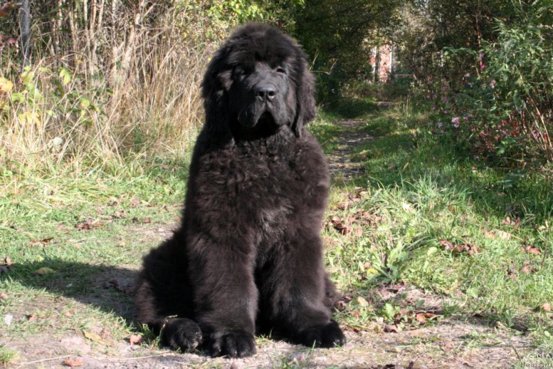 Фото: ньюфаундленд Черная Мафия Шот ин тхе Дарк (Chernaya Mafia Shot in the Dark)