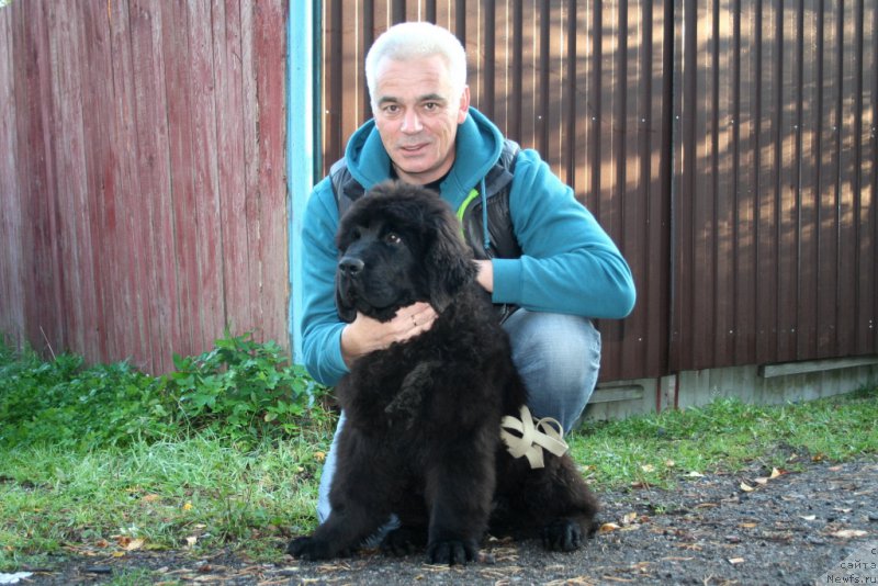 Фото: ньюфаундленд Черная Мафия Шот ин тхе Дарк (Chernaya Mafia Shot in the Dark)