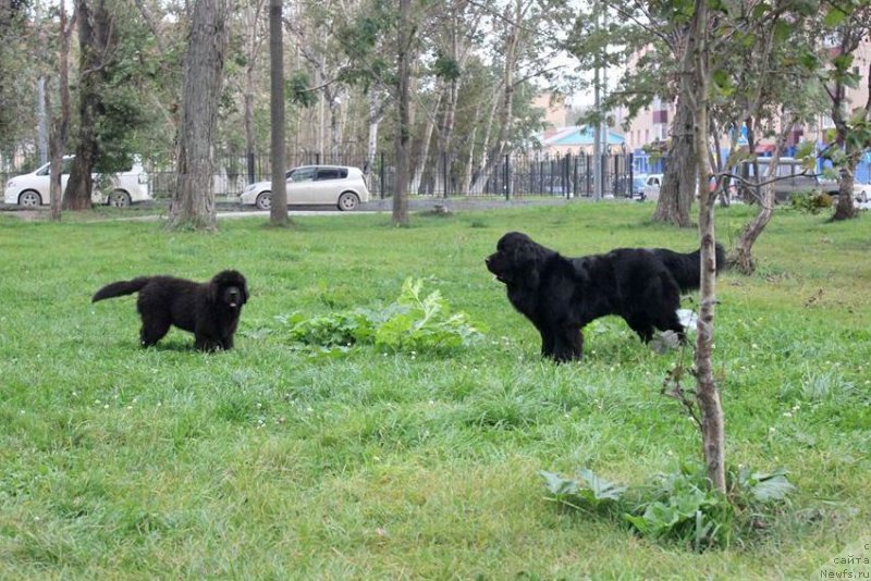 Фото: ньюфаундленд Черная Мафия Ше ис а Ладу (Chernaya Mafia She is a Lady)