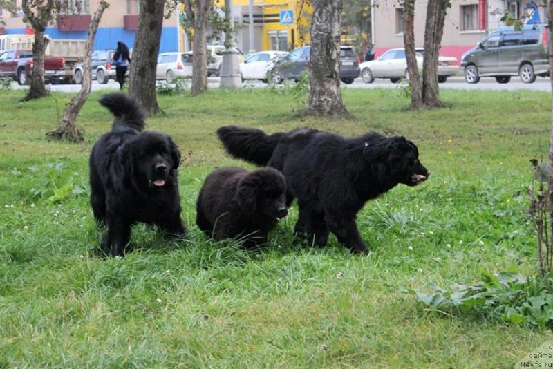 Фото: ньюфаундленд Черная Мафия Ше ис а Ладу (Chernaya Mafia She is a Lady)