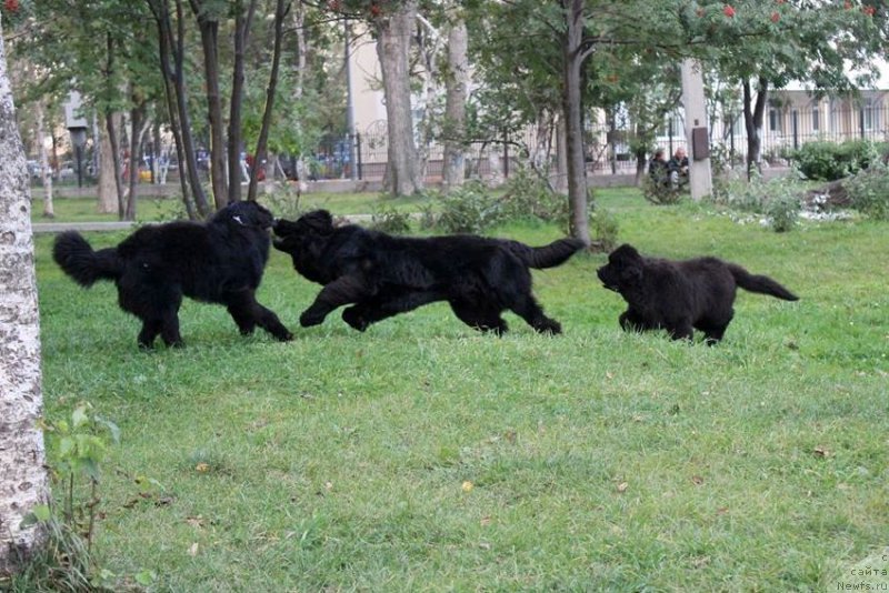Фото: ньюфаундленд Черная Мафия Ше ис а Ладу (Chernaya Mafia She is a Lady)