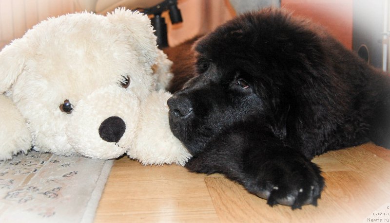 Фотография № 164587