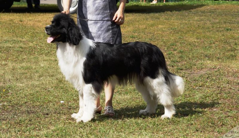 Фото: ньюфаундленд Чувство Стиля от Сибирского Медведя