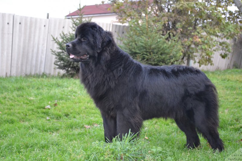 Фото: ньюфаундленд Талисман Моря Магия Волн