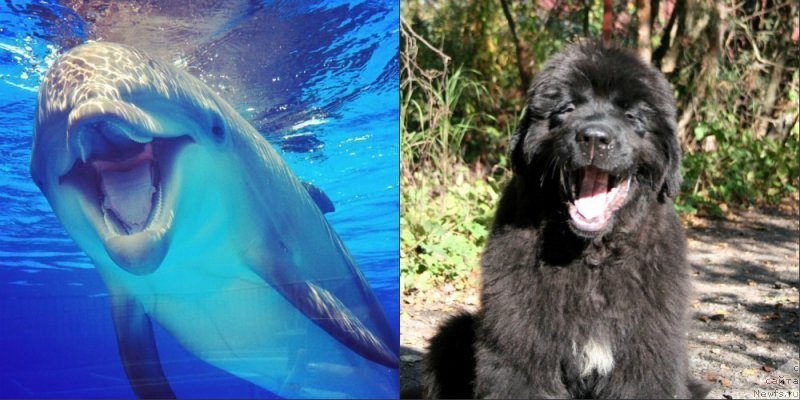 Фото: ньюфаундленд Черная Мафия Шенген Виза (Chernaya Mafia Shengen Visa)