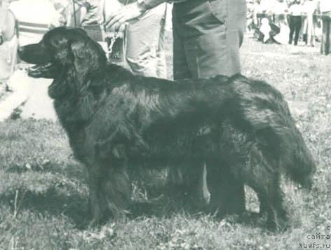 Фото: ньюфаундленд Одиль Жуаньи