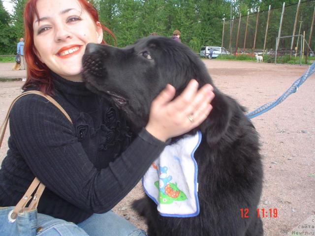 Фото: Ирина Супрун, ньюфаундленд Drive Me Crazy of Apachee's Home