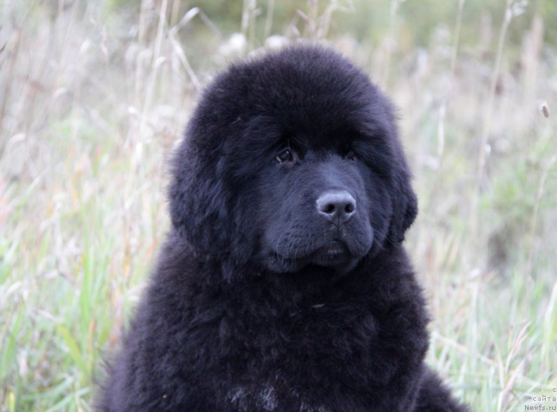 Фото: ньюфаундленд Акватория Келвин Алл Колор Инсайд